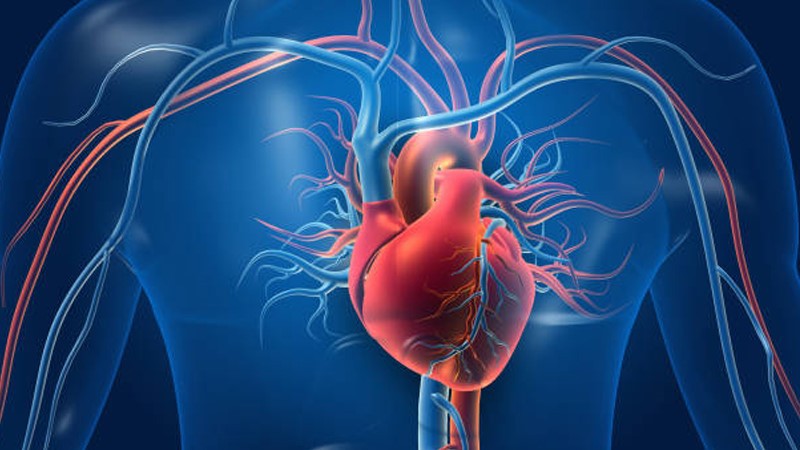 Semaglutide Protect the cardiovascular system | Shaanxi BLOOM Tech Co., Ltd Semaglutide Protect the cardiovascular system | Shaanxi BLOOM Tech Co., Ltd